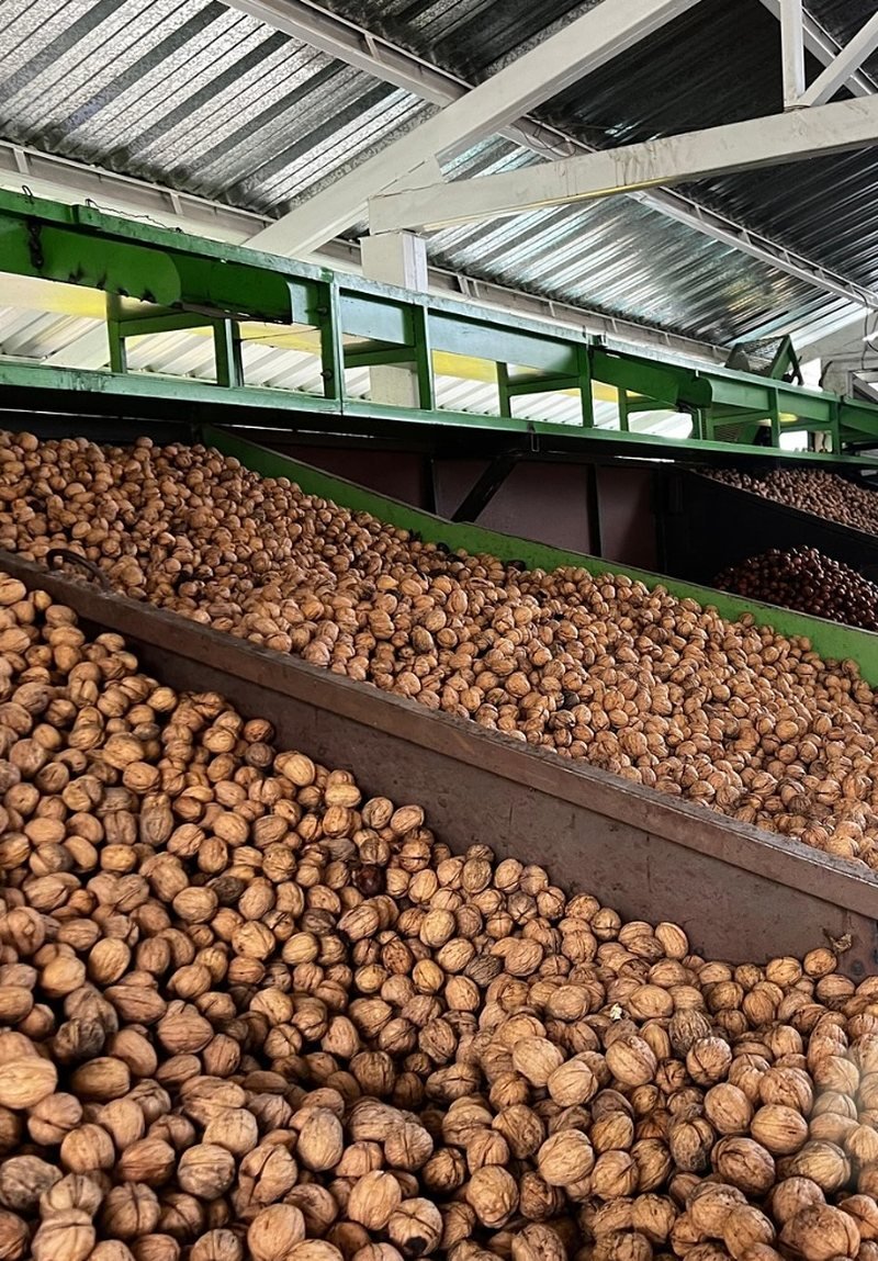 Nueces en cintas de selección dentro de la planta de Distribuidora Eguinos